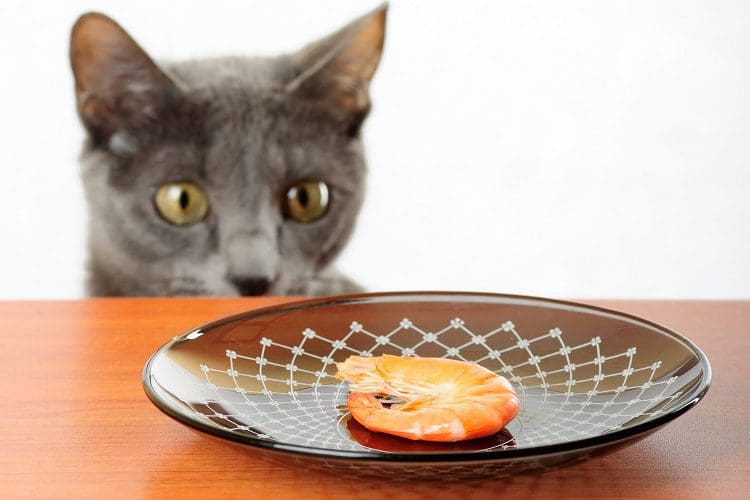 Introducing shrimp into your cat's diet 