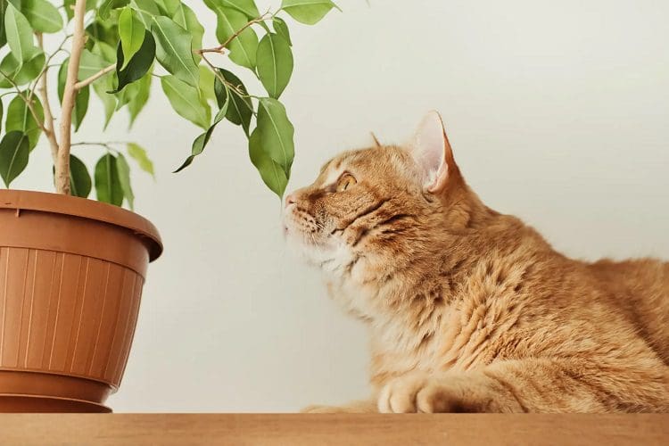 Repellent plants  for cats
