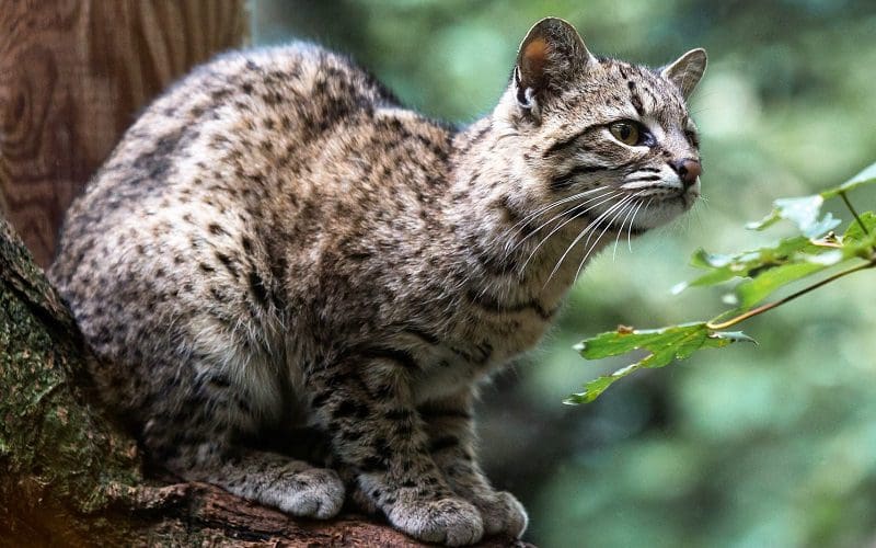 Geoffreys Cat breed