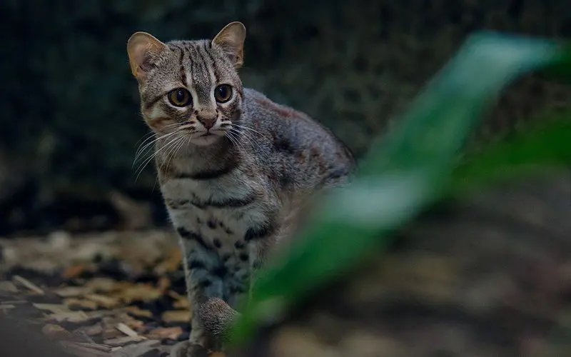 Jungle Curl cat