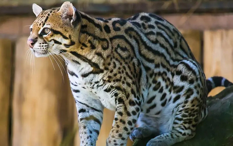 ocelot cat breed