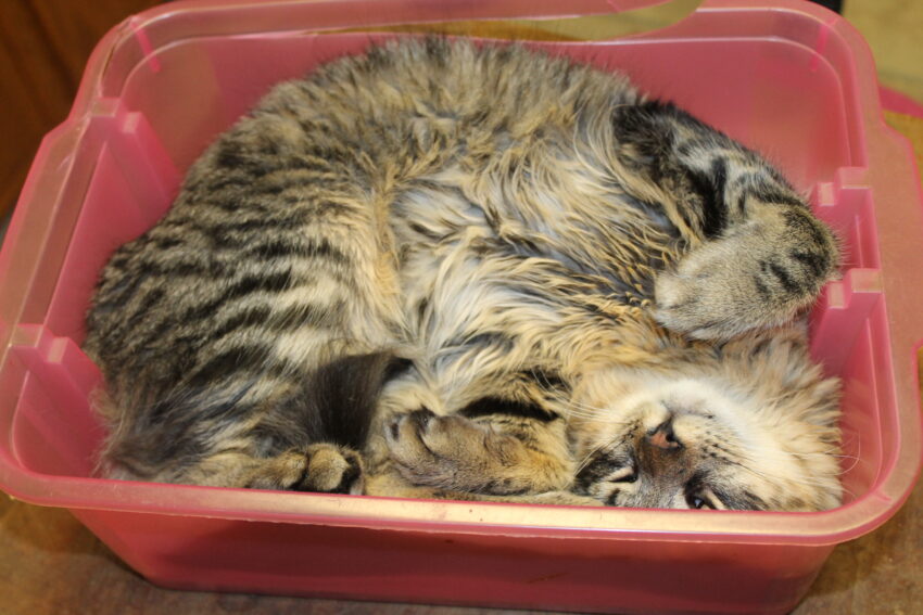 Cat Sleeping Positions