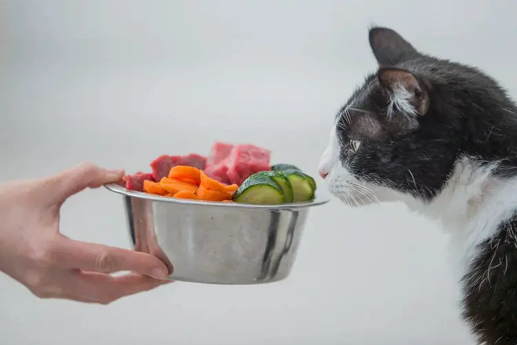 what are alternative vegetables suitable for cats