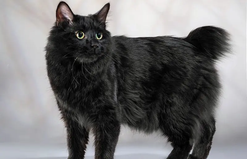 black American bobtail cat