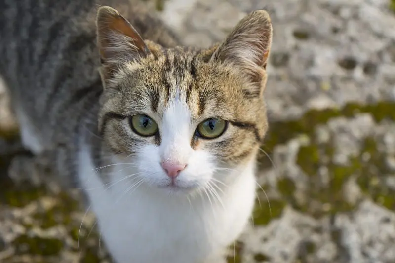 American Wirehair cat breed