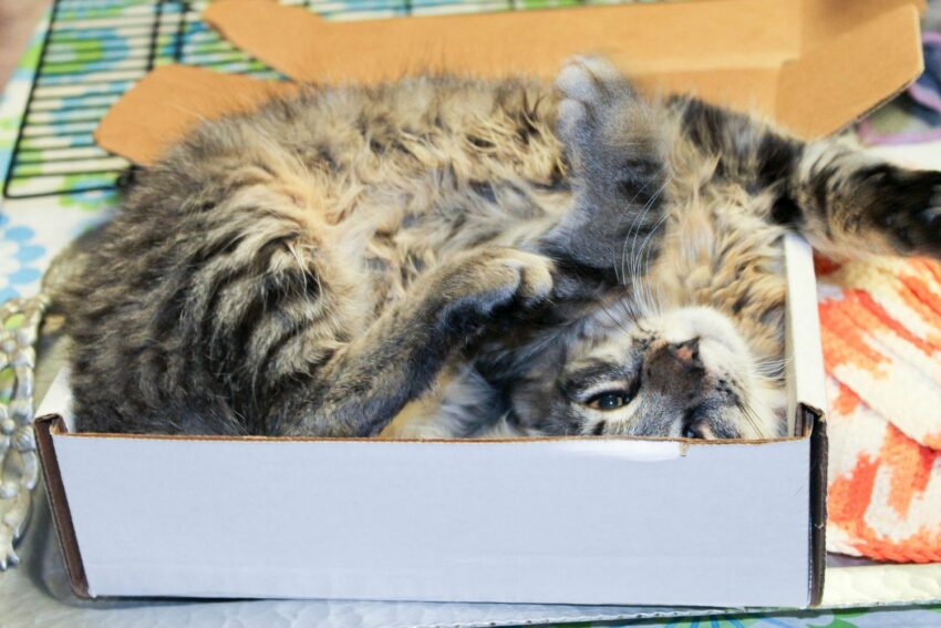 Cat Sleeping Positions: What Every Pose Really Means (And What the Science Says) 7 Belly Up Alex