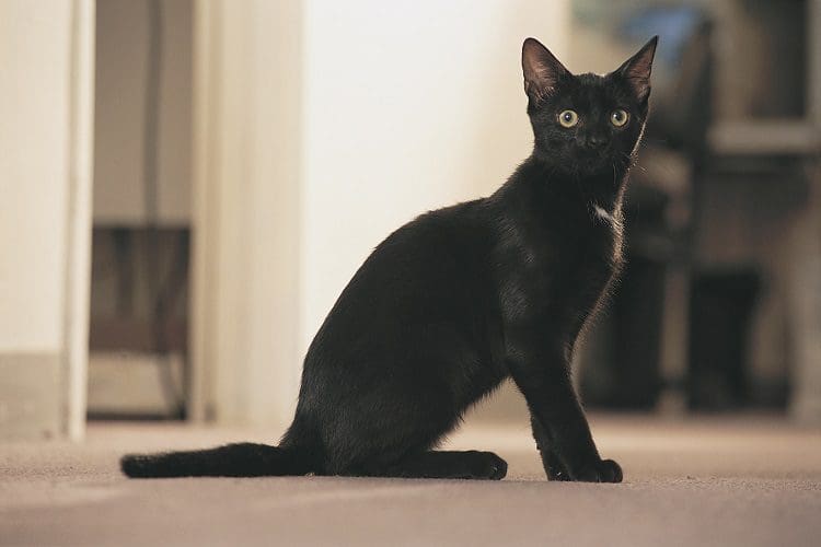 Black American shortahir cat green eyes