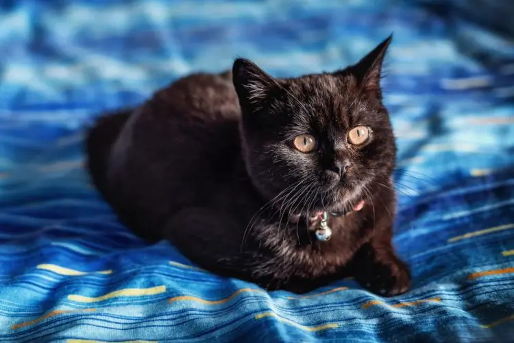 Black British Shorthair Breed can have green eyes