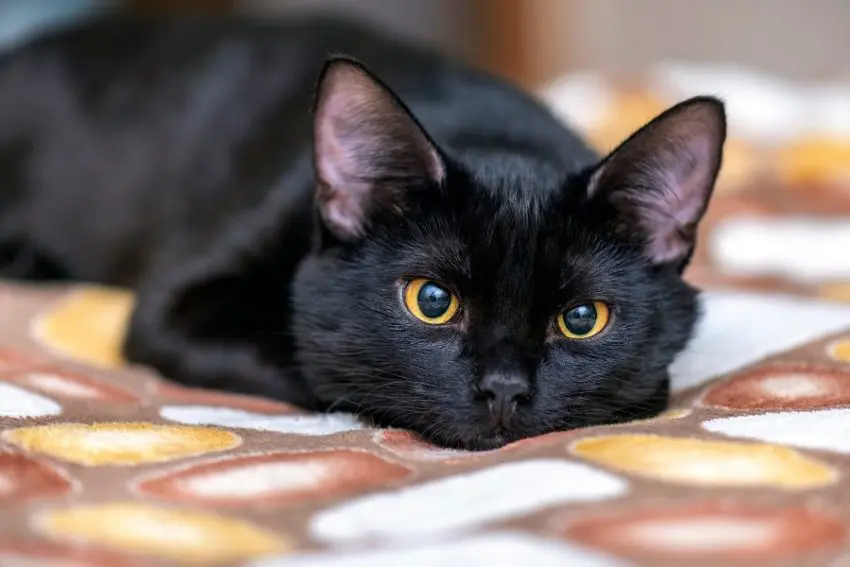 Black Cat Breeds You’ll Fall In Love With
