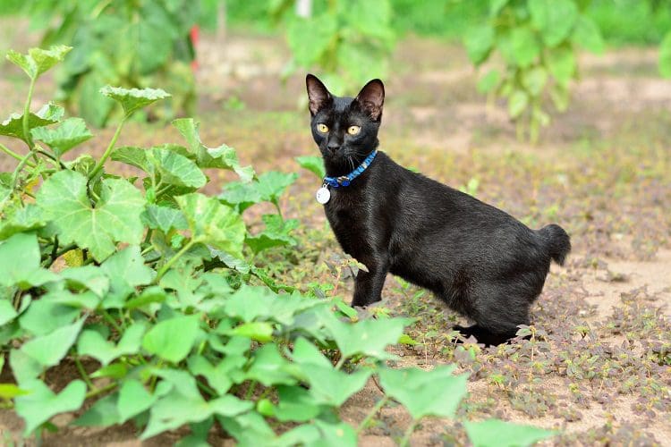 Black Japan Bobtail Green Eyes