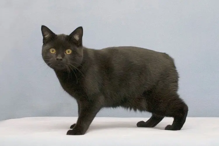 Black Manx cat with yellow eyes