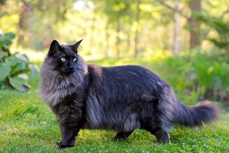 Black Norwegian Forest light green eyes