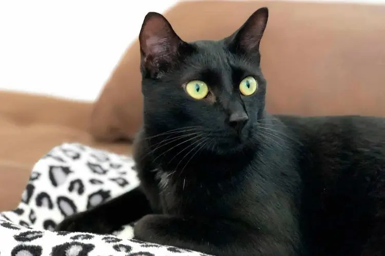 Black Shorthair Cat with yellow eyes