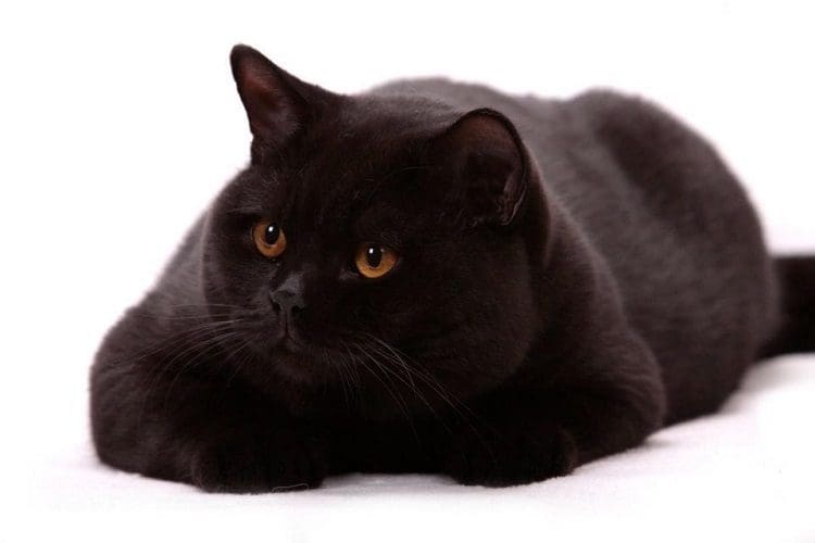 Black british Shorthair cat breed with light green-yellow eyes