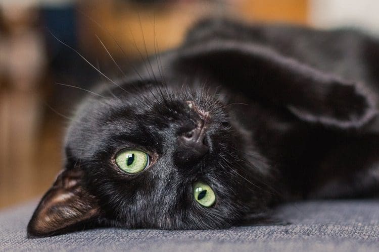 fluffy black cats with green eyes