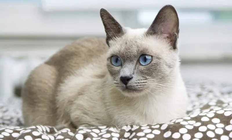 blue point Siamese cat