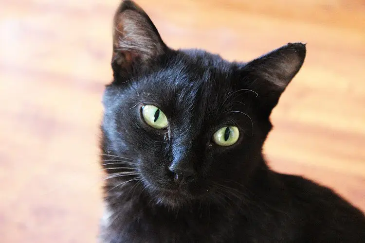 Bombay Cat With Green Eyes