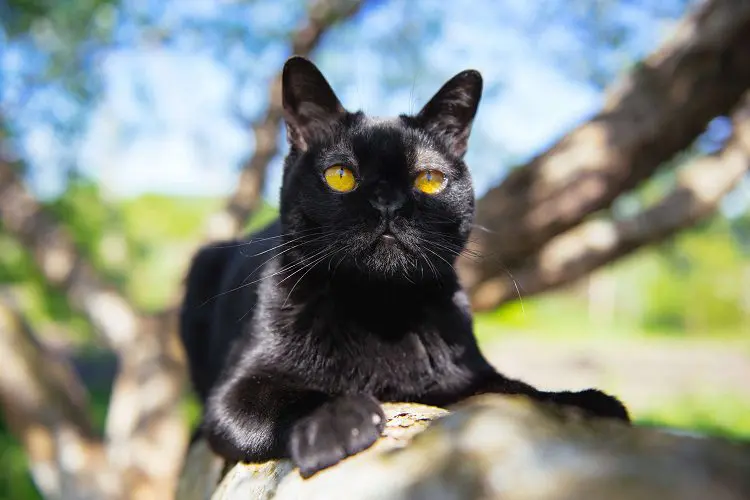 Bombay cat on a tree