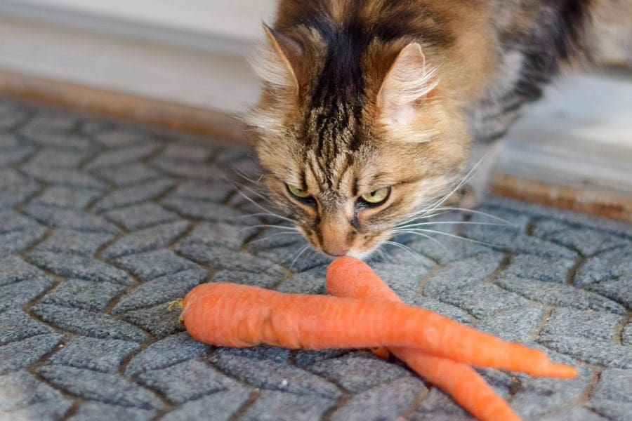 Can Cats Eat Carrots? Here’s What You Need to Know