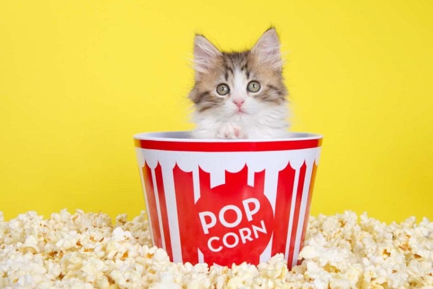Can Cats Eat Popcorn? Exploring the Safety and Risks