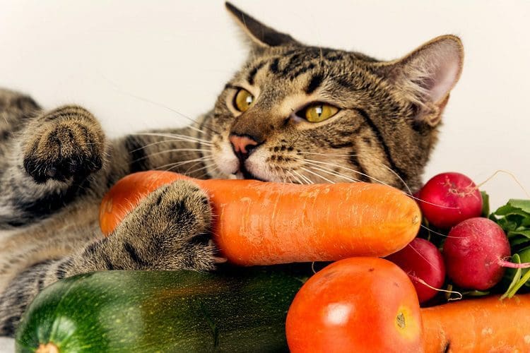 How many carrots can you give a cat?