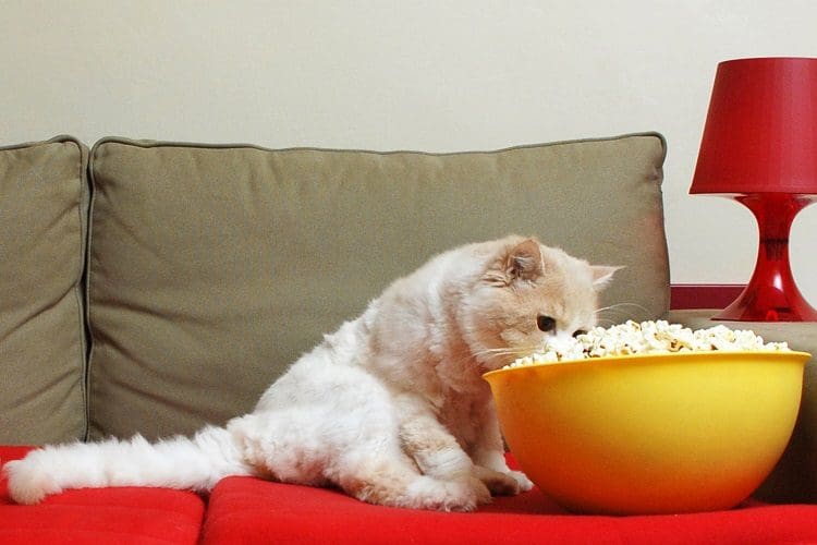 Cat eating popcorn on the couch