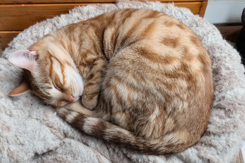 Cat Sleeping Positions: What Every Pose Really Means (And What the Science Says) 1 Cat Sleeping Positions: What Every Pose Really Means