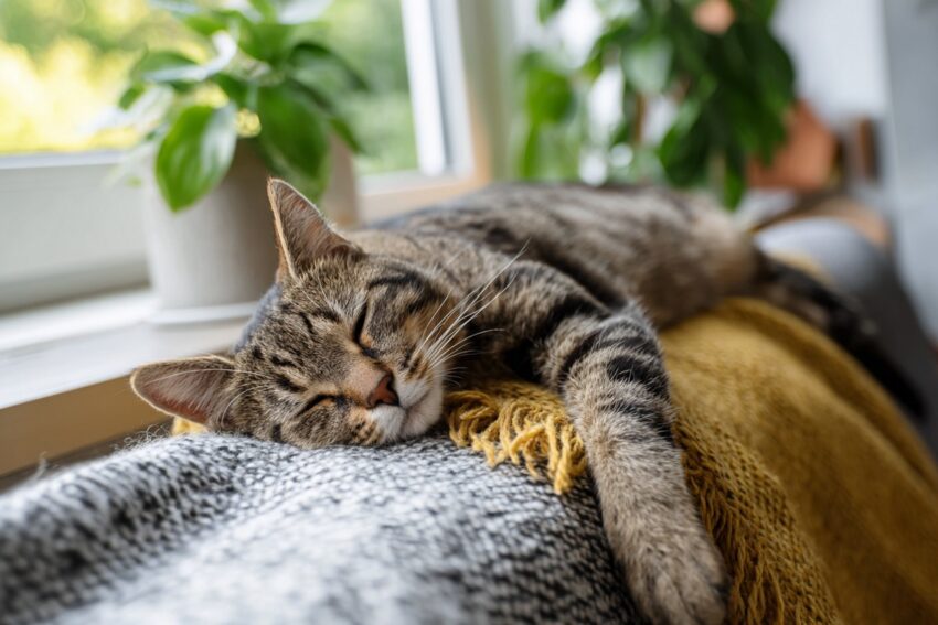 Cat Sleeping Positions: What Every Pose Really Means (And What the Science Says) 4 Cat Sleeping Positions: What Every Pose Really Means