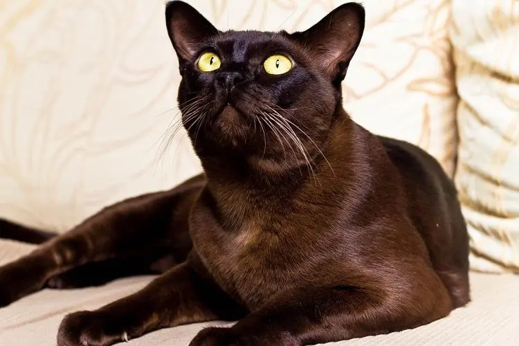 Yellow eyes on English Burmese cat