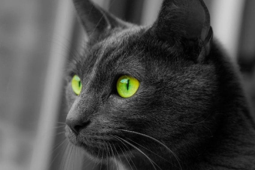 Black Cat with Green Eyes