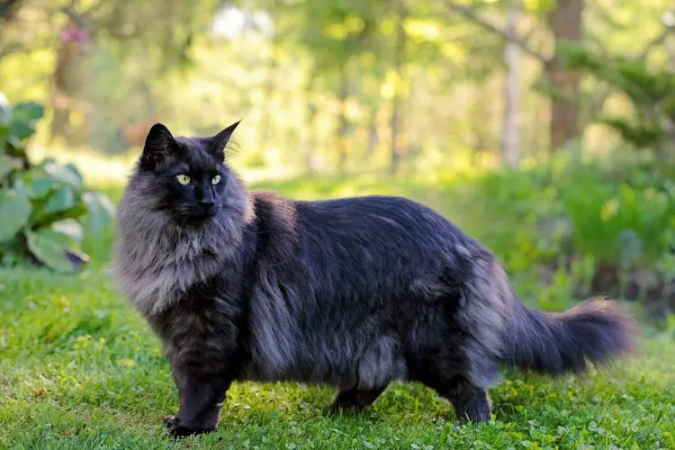 Norwegian Forest Cat with Black Fur