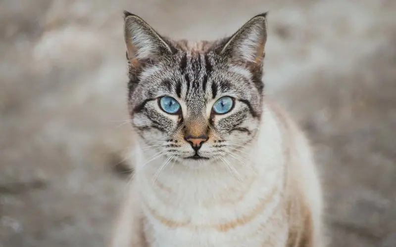 fluffy black kittens with blue eyes