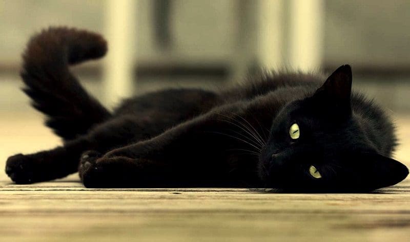 Russian black cat breed