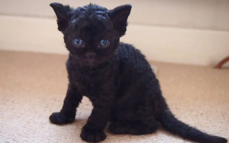 black Selkirk Rex