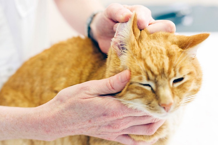 Tools For Cleaning Cat Ears