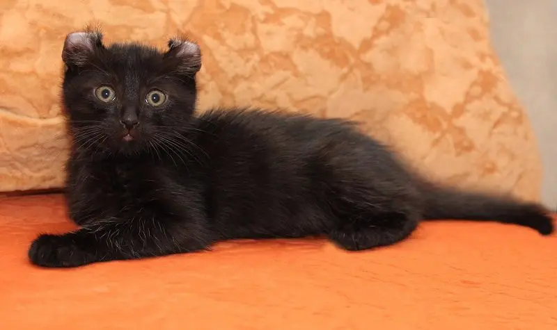 black American curl cat