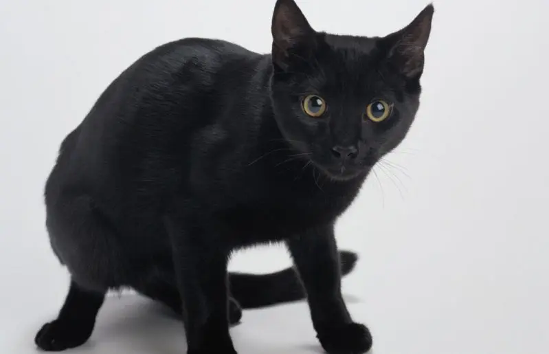 black American shorthair