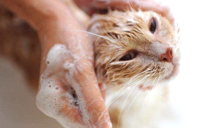 bathing cat with shampoo
