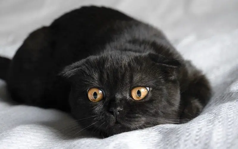 black scottish fold cat