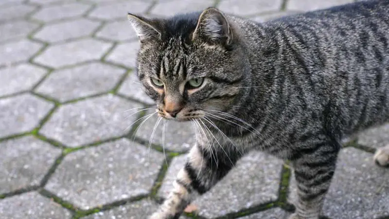 male cat walking