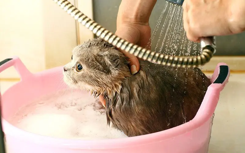 bathing cat