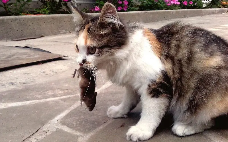 cat bringing mouse