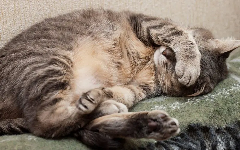 cat sleeping with covered face