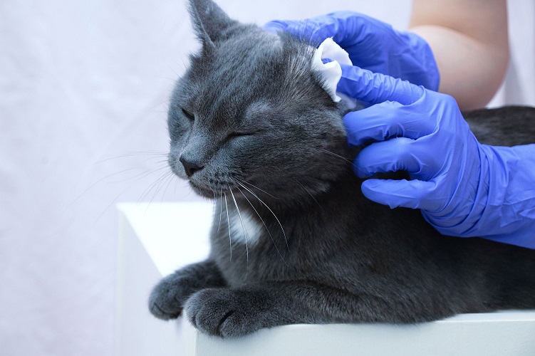 5 Steps To Successfully Clean Your Cats Ears