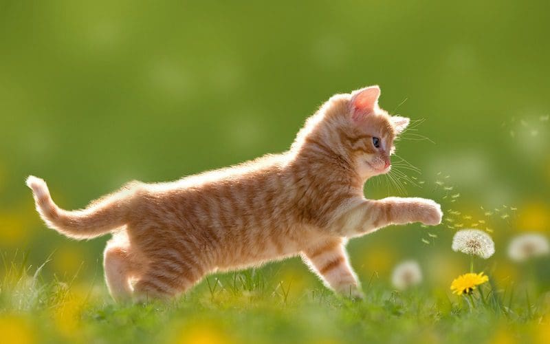 cat playing outside