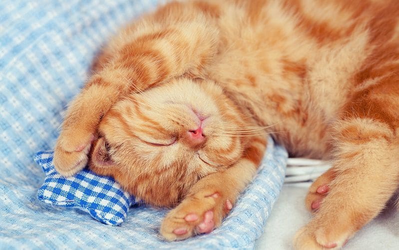 cat sleeping