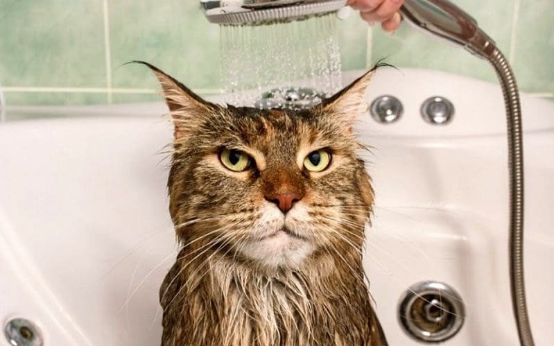 showering cat