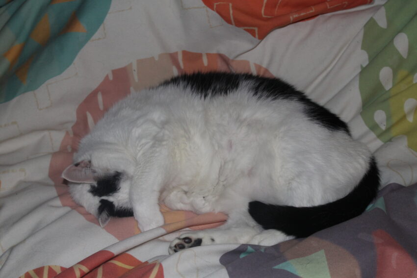 Cat Sleeping Positions: What Every Pose Really Means (And What the Science Says) 3 cat sleeping 5