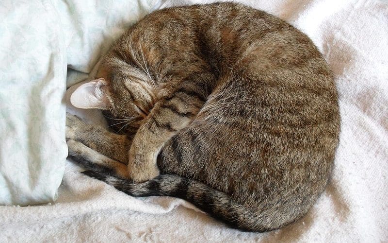 cat sleeping on a bed