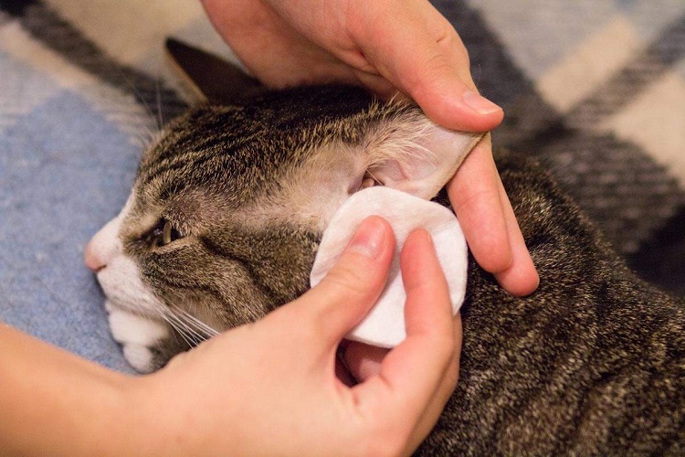 cleaning cat ears with cotton ball